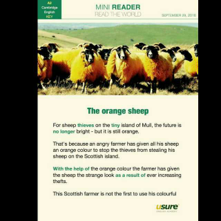 Mini Reading :The orange sheep