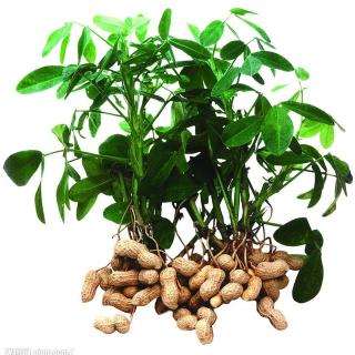 落花生