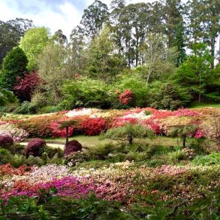 《杜鹃花》 （映山红）项敏