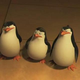 Penguins in Madagascar 04