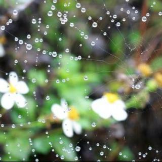 诗歌《雨》