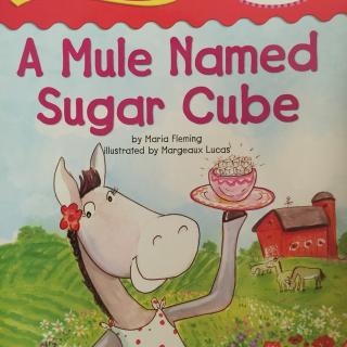 A mule named sugar cube