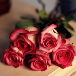 玫瑰玫瑰我爱你