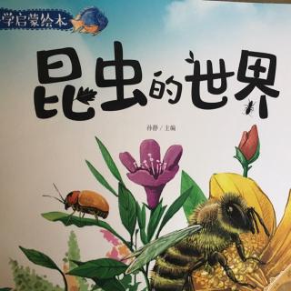 🐛昆虫的世界🐛