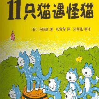 11只猫遇怪猫—146期