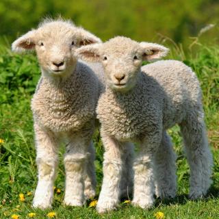 《两只羊》（朗诵考级一级作品）