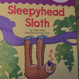 sleepyhead sloth