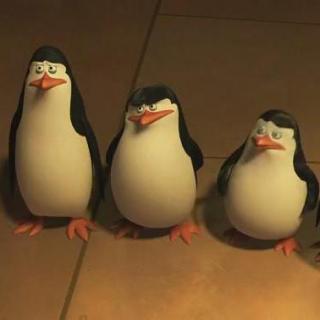 Penguins in Madagascar08