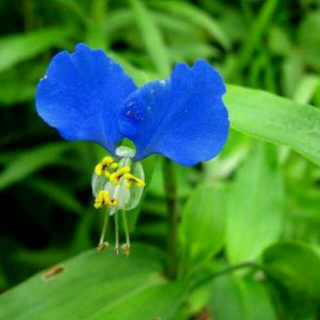 吉祥宝贝胎教故事《一朵蓝色的小花》