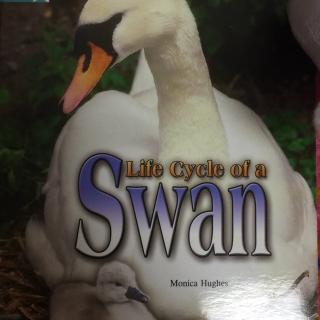 Meredith晚安英文之Life Cycle of a Swan