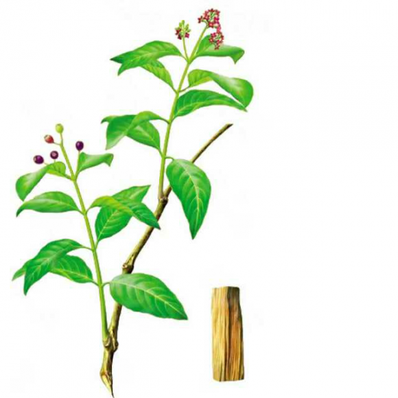 睡前故事之檀香丨理想再卑微 也胜过一切惶恐