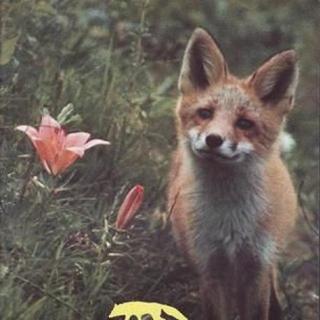 1978年发行经典译制片《狐狸的故事》中文电影原声音频