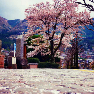 京都的樱花开了