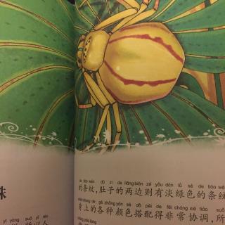 横着走路的蜘蛛