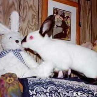 《小兔子的爱情故事》