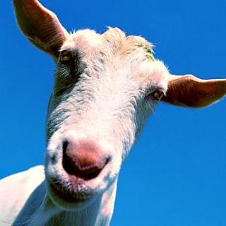 The English We Speak-Get somebody's goat
