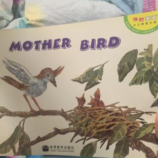 mother bird