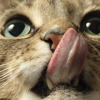 The English We Speak-Cat got your tongue?