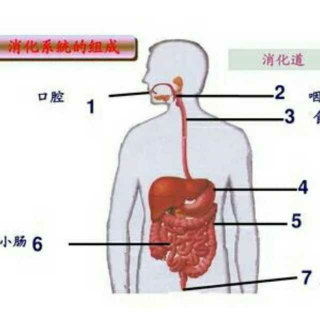 食物的消化与吸收