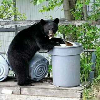 魔法盒子《黑猫警长痛歼搬仓鼠》