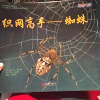 织网高手—蜘蛛🕷️