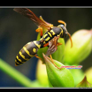 昆虫百科～黄蜂