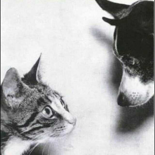 安格斯和猫🐶🐱大师名作系列🍉cool有声绘本029期