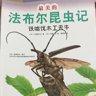 法布尔昆虫记——铁嘴伐木工天牛