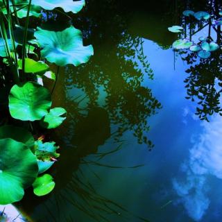 英文有声版 荷塘月色 Moonlight over the Lotus Pond