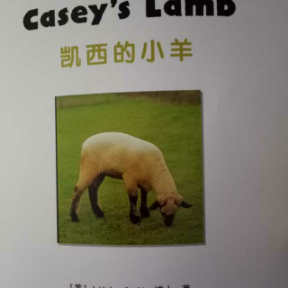 Casey's Lamb