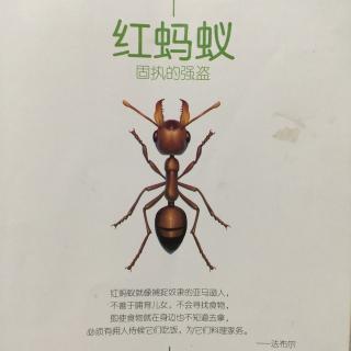 法布尔昆虫记～红蚂蚁……未完