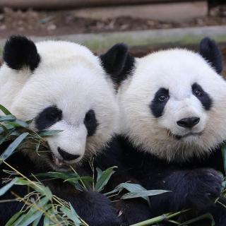 【时不时新闻】161121 旅美双胞胎熊猫回国：不懂中文，爱吃洋食