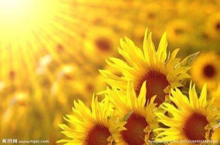 芒克《阳光下的向日葵》