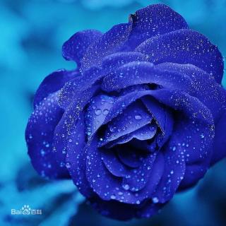 花朵头像蓝色妖姬图片