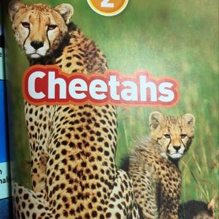 NG Cheetahs 