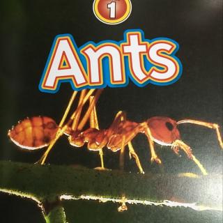 NG-Ants