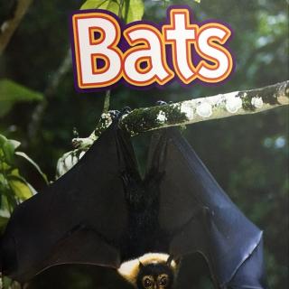 NG-Bats