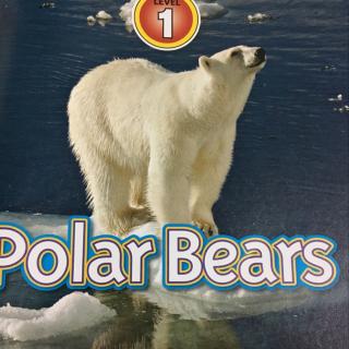 NG polar bear