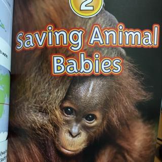 NG- saving baby animals