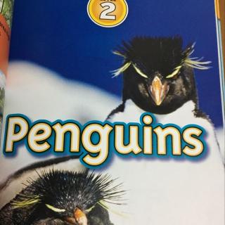 NG Penguins