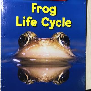 Frog life Cycle