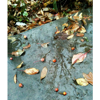 冬雨中的海棠（王继民）