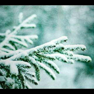 雪，远方飘来的记忆