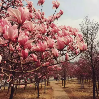 伊姐:静待花开并非放任