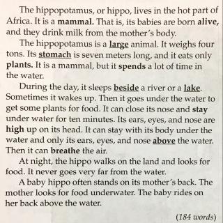 The Hippopotamus