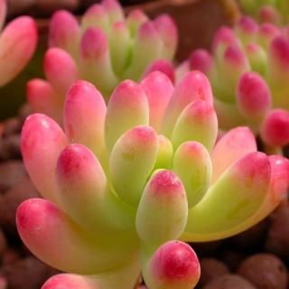 20150803 飞鱼秀-多肉植物