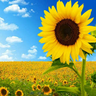 【百人赛–2】悠然乐满地：阳光中的向日葵