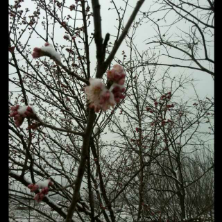 我是一朵行走的雪花