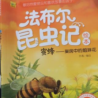 法布尔昆虫记～蜜蜂🐝