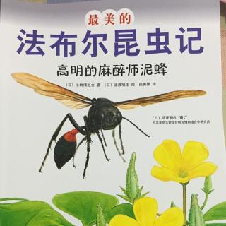 法布尔昆虫记——高明的麻醉师泥蜂